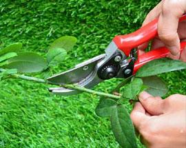 Cutting And Setting Of Plants