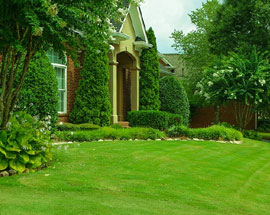 Grass Plantation Expert