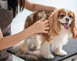 Pet Grooming