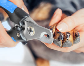 Pet Nail Trimming