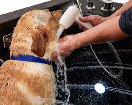 Pet Spa & Bathing