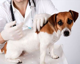 Veterinary Doctor At Home